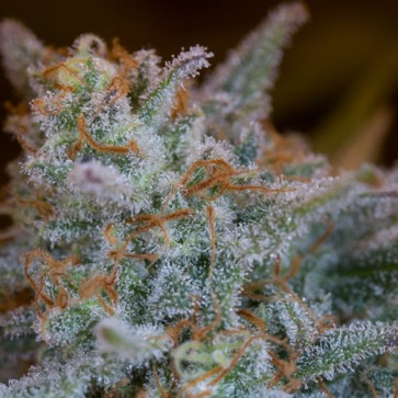 Семена конопли Quick Critical + Feminised